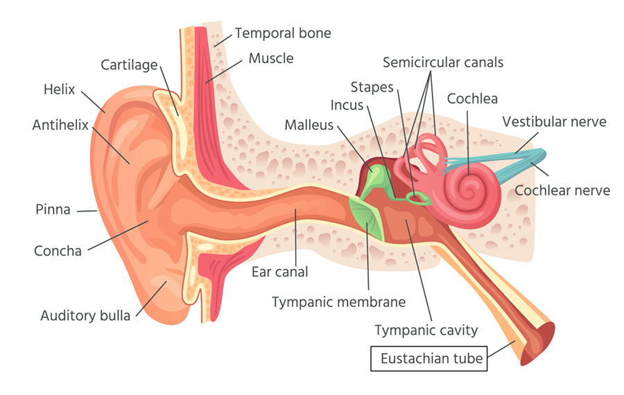 Human ear anatomy with Eustascian tube highlighted