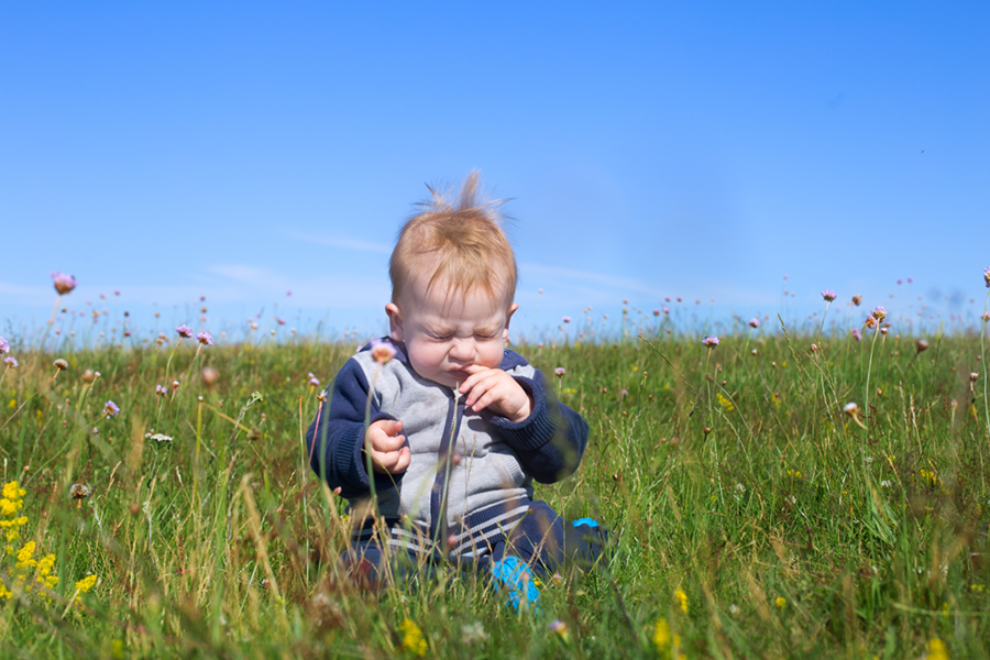portrait of adorable baby toddler sitting in rural field with flowers and sneezing from seasonal pollen allergy